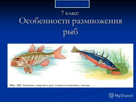 Особенности размножения рыб 7 класс Prezentacii.com.