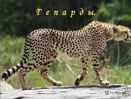 Г е п а р д ы.. Цель: -исследование биологических особенностей гепардов как редкого, исчезающего вида животных; -определение возможных способов сохранения.