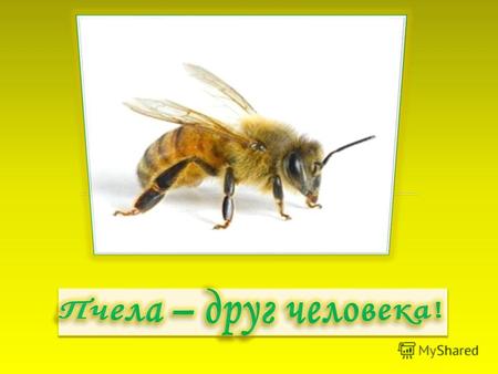 Цель работы: Выяснить значение пчёл в жизни человека. Задачи: а) собрать информацию о пчёлах в научной литературе; б) описать значение пчёл и продуктов.