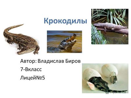 Крокодилы Автор: Владислав Биров 7-Вкласс Лицей 5.