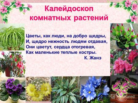 FokinaLida.75@mail.ru Калейдоскоп комнатных растений Цветы, как люди, на добро щедры, И, щедро нежность людям отдавая, Они цветут, сердца отогревая, Как.