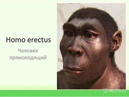 Homo еrectus Человек прямоходящий. Места обитания, климат. Суровый климат Плейстоцена (начался 2,5 м лет назад, закончился 12 тыс лет назад). Приходилось.