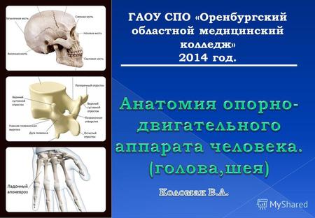 Анатомия опорно-двигательного аппарата человека. (голова,шея).  ГАОУ СПО  Оренбургский областной медицинский колледж. Коломак В.А. (для студентов медколледжей)