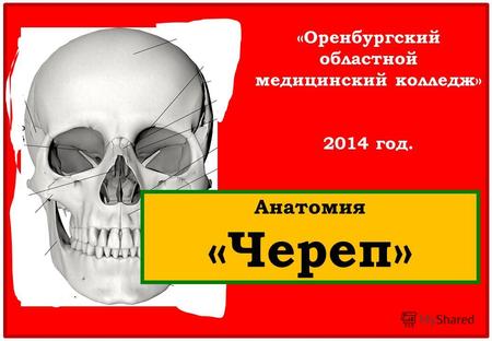 «Оренбургский областной медицинский колледж» 2014 год. Анатомия «Череп»