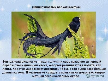 Длиннохвостый бархатный ткач Эти южноафриканские птицы получили свое название за черный окрас и очень длинный хвост, который развивается в полете, как.