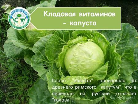 Кладовая витаминов - капуста Слово капуста произошло от древнего римского капутум, что в переводе на русский означает голова.