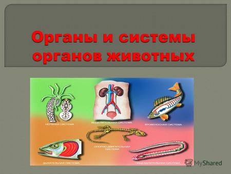 Орган Орган – это часть организма, которая отличается особым строением и выполняемыми функциями. система органов. Орган действует не изолированно, а совместно.