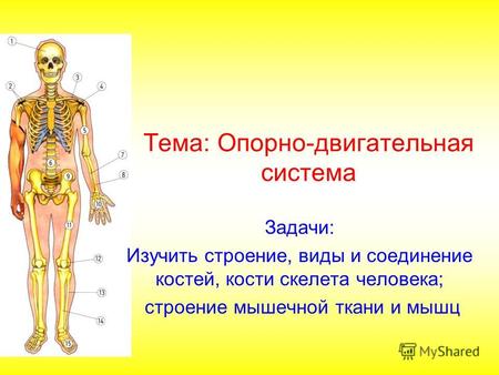 Тема: Опорно-двигательная система Задачи: Изучить строение, виды и соединение костей, кости скелета человека; строение мышечной ткани и мышц.