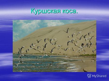 Куршская коса.. Географическое положение Национальный парк находится в Зеленоградском районе, занимает южную часть Куршской косы - песчаного полуострова.