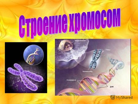 Определение Хромосома - самовоспроизводящийся структурный элемент ядра клетки, содержащий ДНК, в которой заключена генетическая (наследственная) информация.