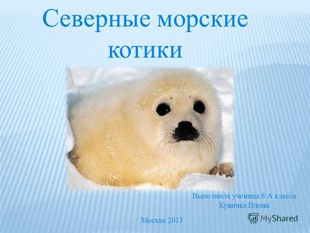 Северные морские котики Выполнила ученица 8 А класса Кувичка Илона Москва 2013.