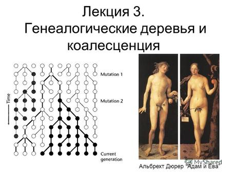 Лекция 3. Генеалогические деревья и коалесценция Альбрехт Дюрер Адам и Ева.