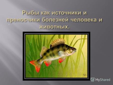 . Заболевания человека и животных, переносчиками которых являются рыбы. Установлено, что рыбы могут служить источником заражения людей и животных различными.