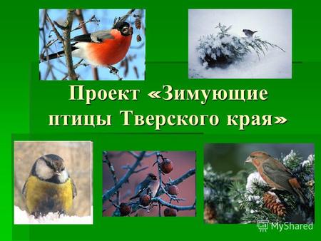 Проект « Зимующие птицы Тверского края ». Зима… Дуют сильные колючие ветра, мороз крепчает день ото дня. Трудная пора для зимующих у нас галок, воробьев,