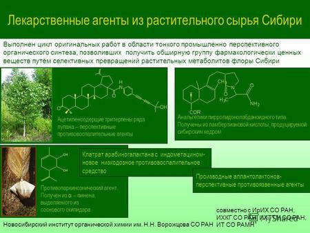 Лекарственные агенты из растительного сырья Сибири Ацетиленсодерщие тритерпены ряда лупана перспективные противовоспалительные агенты Выполнен цикл оригинальных.