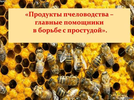 «Продукты пчеловодства – главные помощники в борьбе с простудой».