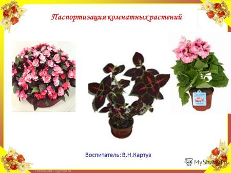FokinaLida.75@mail.ru Воспитатель: В.Н.Картуз Паспортизация комнатных растений.