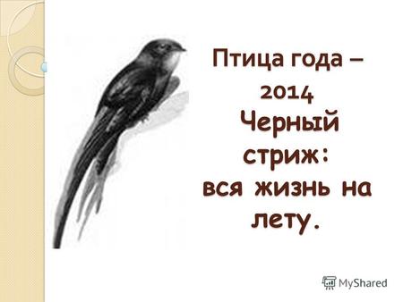 Птица года – 2014 Черный стриж: вся жизнь на лету.