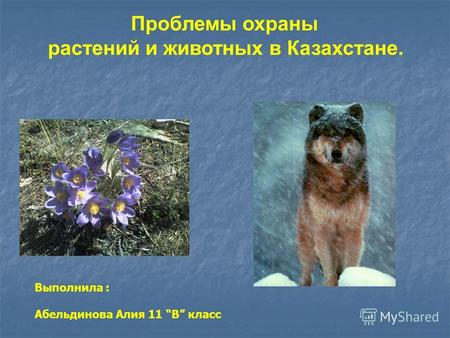 Проблемы охраны растений и животных в Казахстане. Выполнила : Абельдинова Алия 11 В класс.