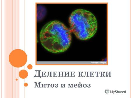 Презентация к уроку по биологии (5 класс) по теме: Деление клетки