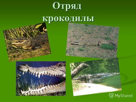 Отряд крокодилы. Общее описание Крокодилы (лат. Crocodylia) отряд водных позвоночных (которых обычно относят к сборной группе «пресмыкающихся»). Крокодилы.