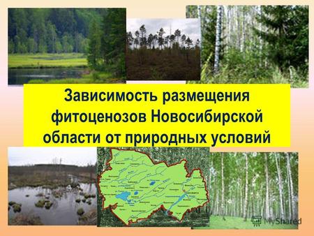 Зависимость размещения фитоценозов Новосибирской области от природных условий.