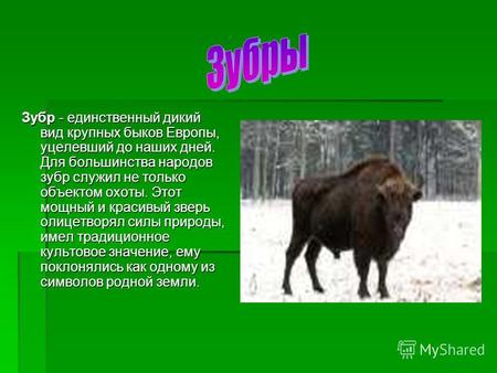 Зубр - единственный дикий вид крупных быков Европы, уцелевший до наших дней. Для большинства народов зубр служил не только объектом охоты. Этот мощный.
