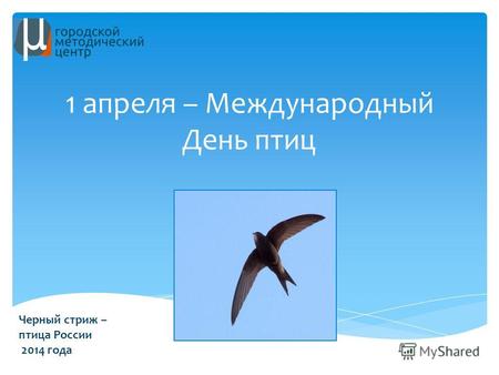 Черный стриж – птица России 2014 года. 1 апреля – Международный День птиц