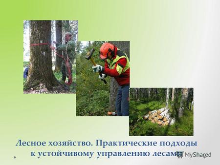Лесное хозяйство. Практические подходы к устойчивому управлению лесами.