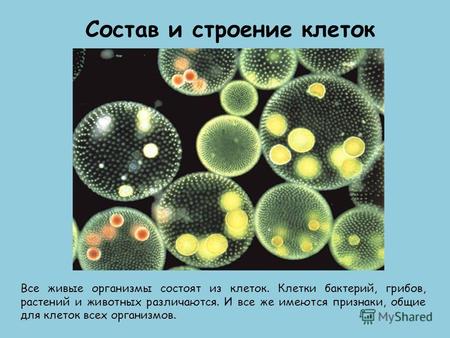 Состав и строение клеток Все живые организмы состоят из клеток. Клетки бактерий, грибов, растений и животных различаются. И все же имеются признаки, общие.