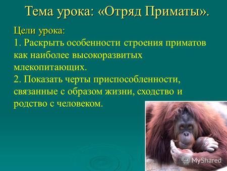 Цели урока: 1. Раскрыть особенности строения приматов как наиболее высокоразвитых млекопитающих. 2. Показать черты приспособленности, связанные с образом.