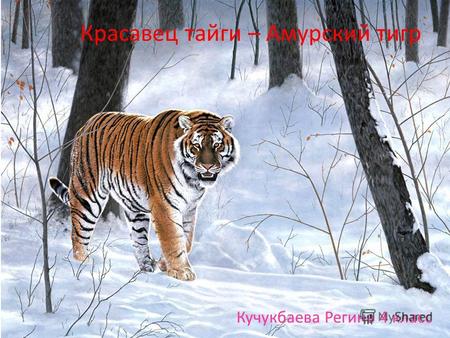 Красавец тайги – Амурский тигр Кучукбаева Регина 4 класс.