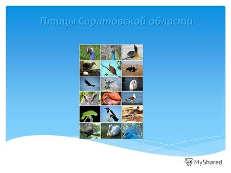 Птицы Саратовской области. Среди различных видов жаворонков степной зоны наиболее обычен полевой жаворонок величиной с домового воробья (длина тела около.
