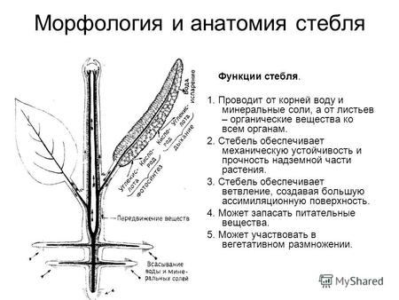 Морфология и анатомия стебля Функции стебля. 1. Проводит от корней воду и минеральные соли, а от листьев – органические вещества ко всем органам. 2. Стебель.