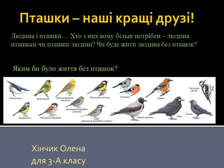 Яким би було життя без пташок? Хінчик Олена для 3-А класу Людина і пташки… Хто з них кому більш потрібен – людина пташкам чи пташки людині? Чи буде жити.