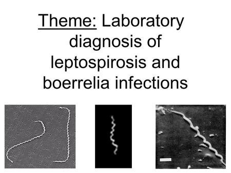 Theme: Laboratory diagnosis of leptospirosis and boerrelia infections.