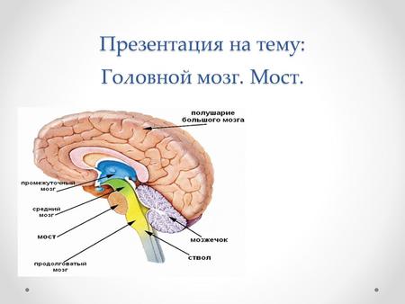 Презентация на тему: Головной мозг. Мост. Презентация на тему: Головной мозг. Мост.