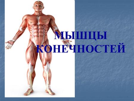 МЫШЦЫ КОНЕЧНОСТЕЙ. Мышцы верхней конечности 1. Мышцы пояса верхней конечности (мышцы плечевого пояса) 2. Мышцы свободной верхней конечности.
