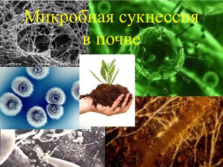 Микробная сукцессия в почве. Микроорганизмы почвы весьма разнообразны: Бактерии Бациллы Спирохеты Цитофаги Актиномицеты Микоплазмы Архебактерии Вирусы.