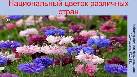 Национальный цветок различных стран Работу выполнил: Нурмагомедов Абдулхамид. ГСД-181.