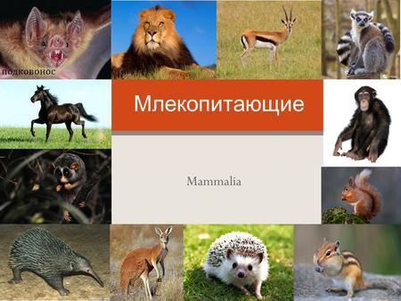 Mammalia Млекопитающие подковонос. Млекопитающие ( лат. Mammalia) класс позвоночных животных известно до 5500 современных видов млекопитающих Произошли.